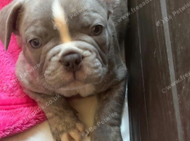 Meet Grey, our handsome Blue French Bulldog boy!