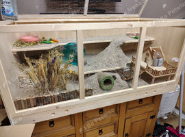 Roborovski Hamster with large setup and spare cage and supplies etc