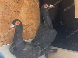 A pair, four months old.
