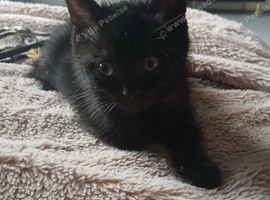 1 male bsh x bengal  available ,mum is full lilac bsh