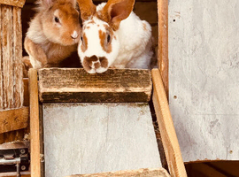 Baby Rabbits (Rex)