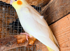 Baby cockatiels