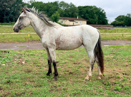 Lovely young filly to make 14hh