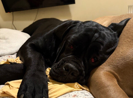 23 month old Cane Corso female