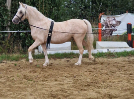 Show pony