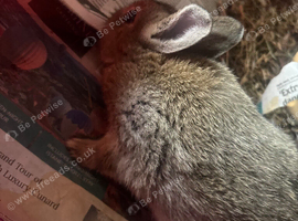 Netherland dwarf