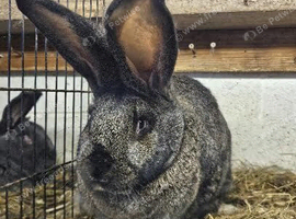 continentel giants rabbit FOR  SALE DARK BOY