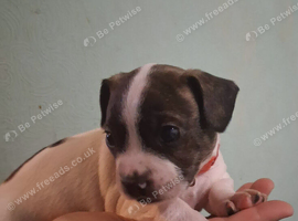 Frenchie puppies for sale