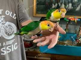 Green Thighed Caique baby(Both now sold)