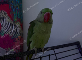 Hand reared baby Alexandrine
