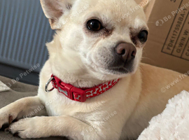 Chihuahua stud