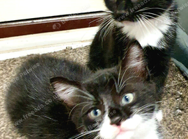 4 baby kittens bombay cross