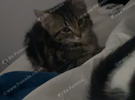 Kittens for sale