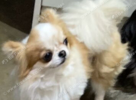 Chihuahua male for sale