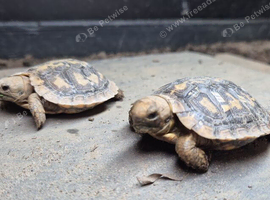 2026 Pancake Tortoises