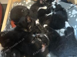 Kittens