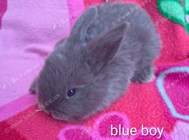 Mini lop boy ready in 2 weeks