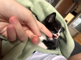 2 girl kittens free ready to go now