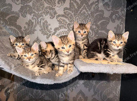 6 tabby kittens
