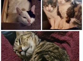 Homes needed