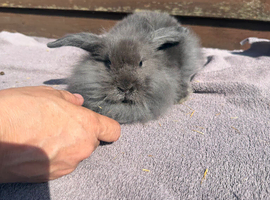 Baby lion head lops