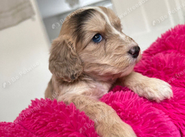 Cockapoo puppies