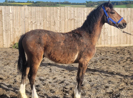 Welsh section D 2yo colt
