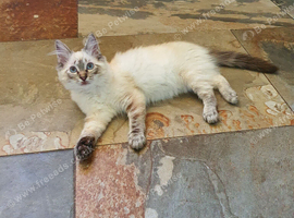Stunning GCCF Registered Ragdoll Kitten.