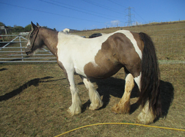 gypsy cob mare