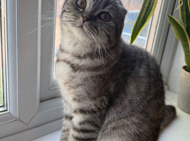 Scottish fold girl