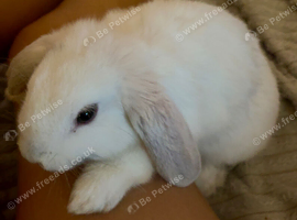 Miniature Lop