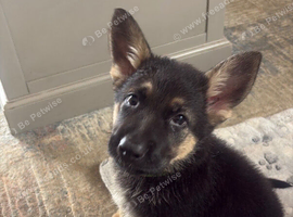 German shepherd