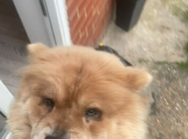 Chow chow female for re homing