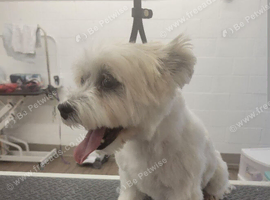 Gorgeous morkie boy