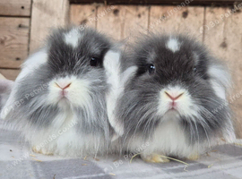 Mini Lion lops 1 boy 1 girl