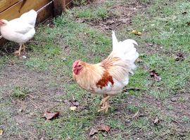 6.5month old cockerel