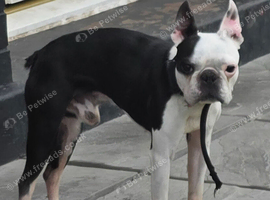 Stunning boston terrier boy