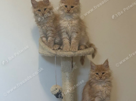 Full Maine coon kittens ready now