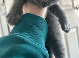 Half Persian kittens