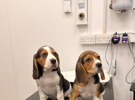 Beagle puppies for sale