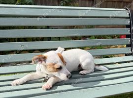 Rehome Jack Russell Puppy