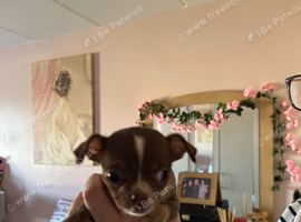 3 short haired chihuahuas for sale