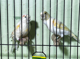 Pair red mosaic