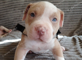American Bulldogs for sale &pound;750