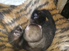 Ferrets