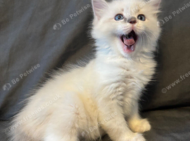 LAST GIRL.LAST boy Rare lilac bicolour ragdolls