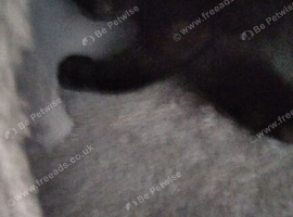 6 month old black male kitten