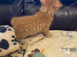 EXCEPTIONAL KITTENS SEEKING THEIR LOVING HOMES