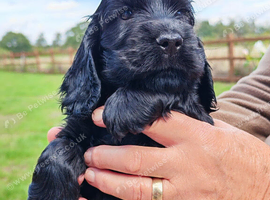 COCKER SPANIEL PUPPIES [KC REG]