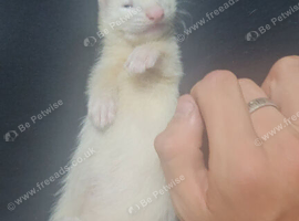 Working or pet ferrets